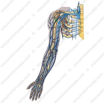 Вена, сопровождающая переднюю артерию, огибающую плечевую кость (v.comitans arteriae circumflexae humeri anterioris)